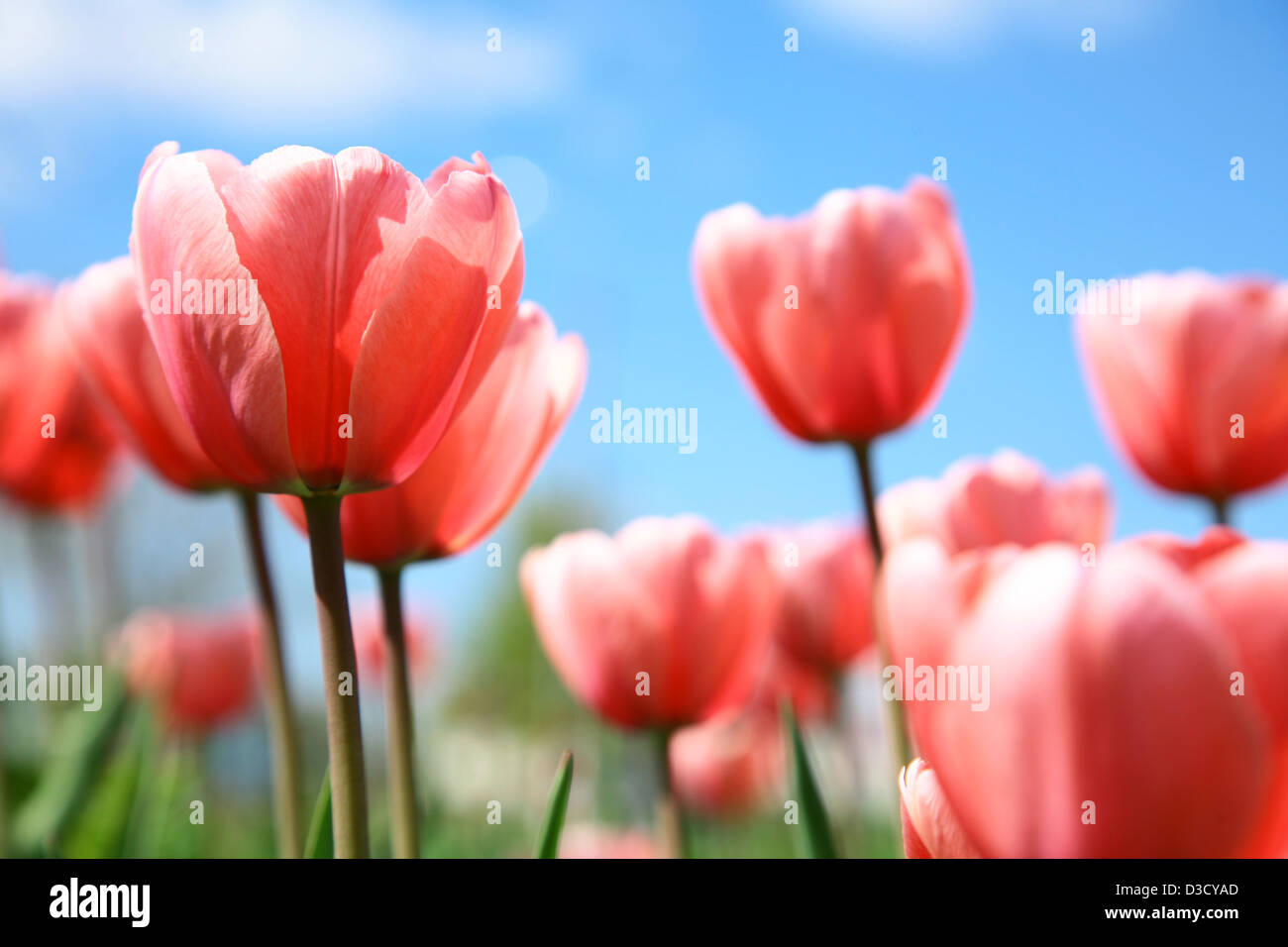 Beautiful spring tulips on blue sky Stock Photo