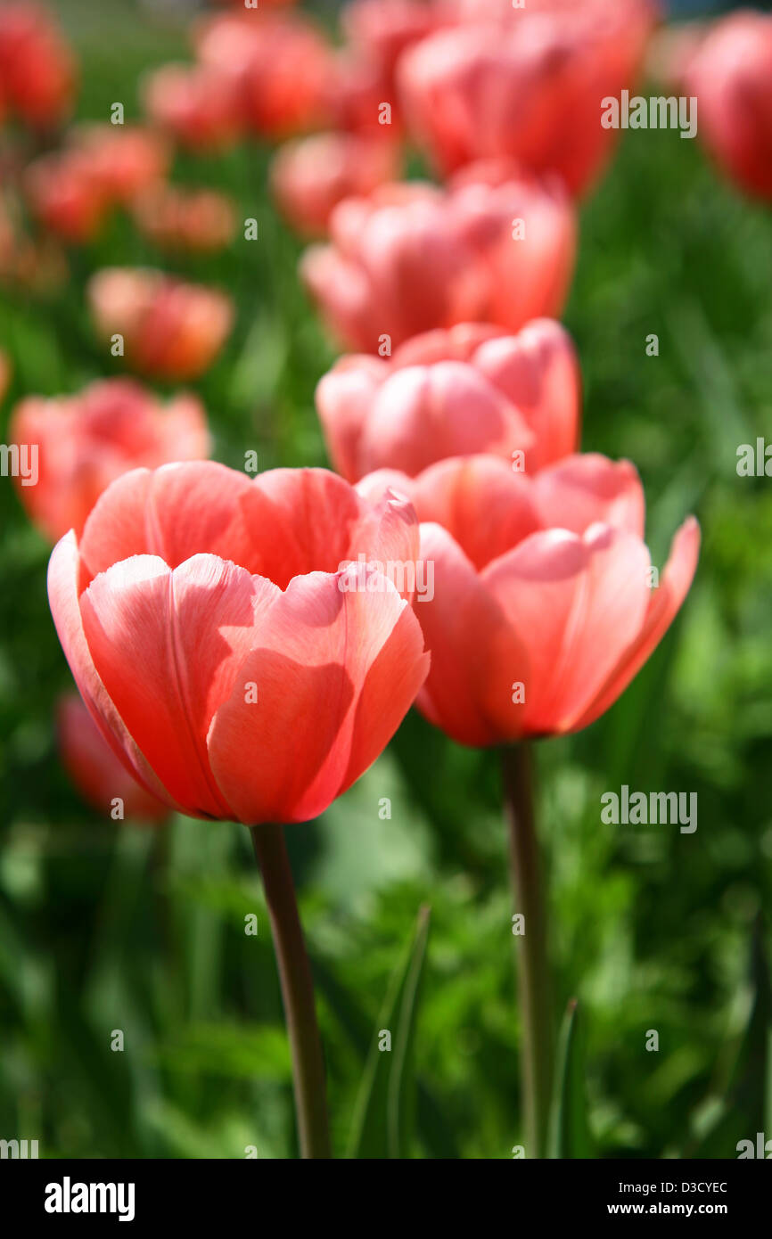 Beautiful spring pink tulips Stock Photo
