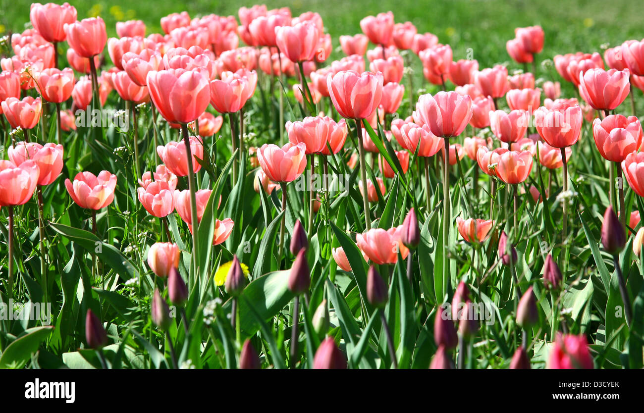 Field of beautiful spring flowers Stock Photo