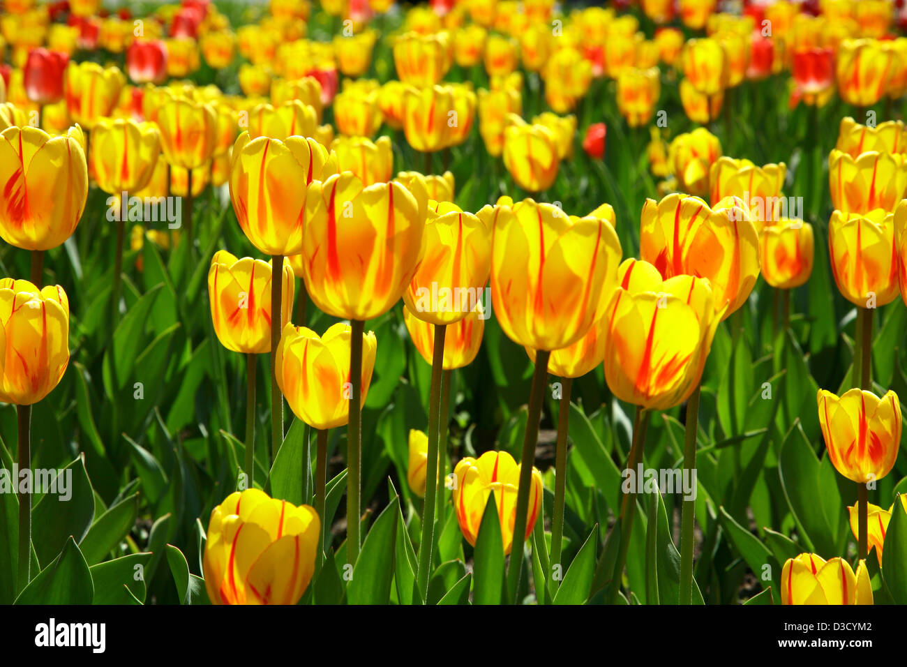 Field of yellow spring tulips in sunlight Stock Photo