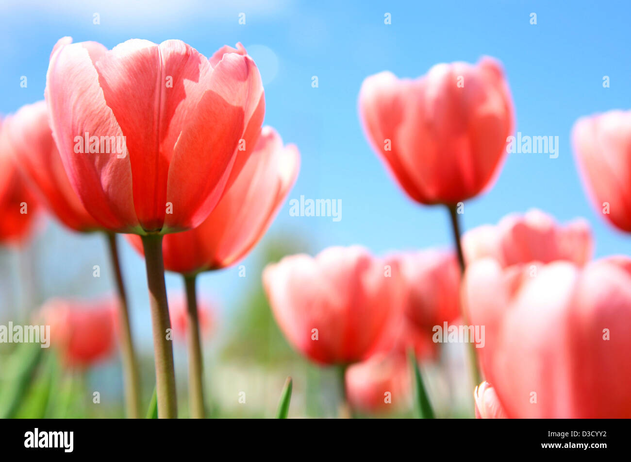 Pink spring tulips against blue sky Stock Photo