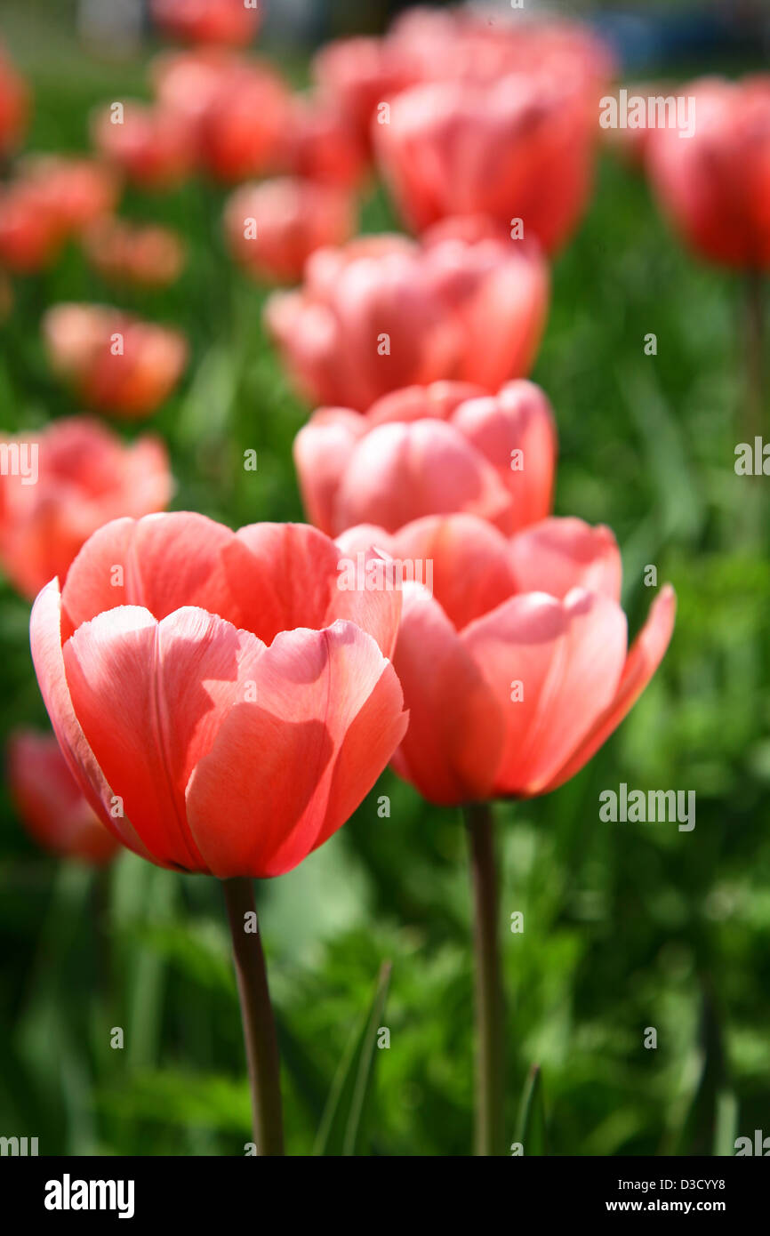 Pink tulips on green grass background Stock Photo