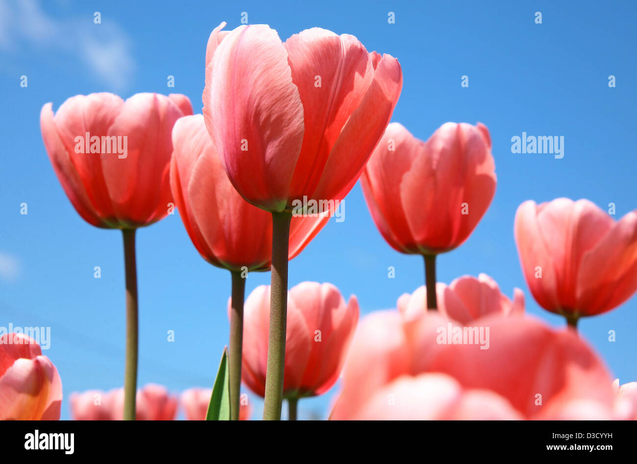 Pink tulips on blue sky Stock Photo