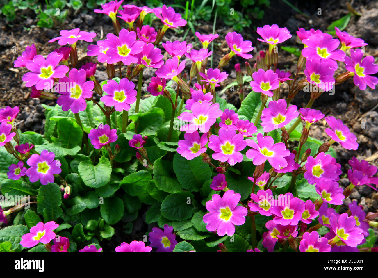 Primula in the garden Stock Photo