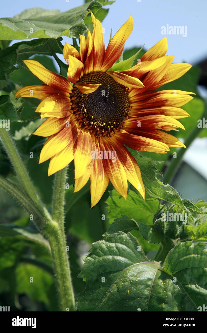 Just opening red sunflower Stock Photo