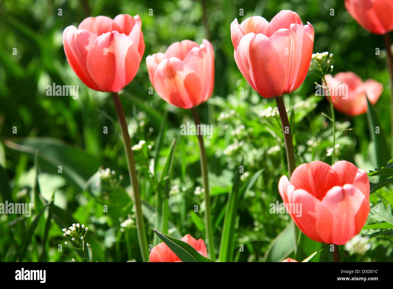 Spring pink tulips on green background Stock Photo