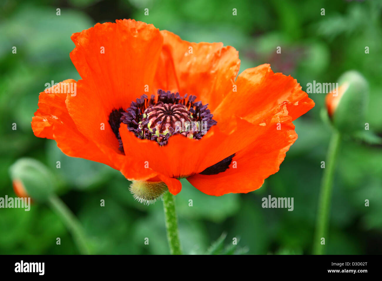 Red poppy on the green background Stock Photo