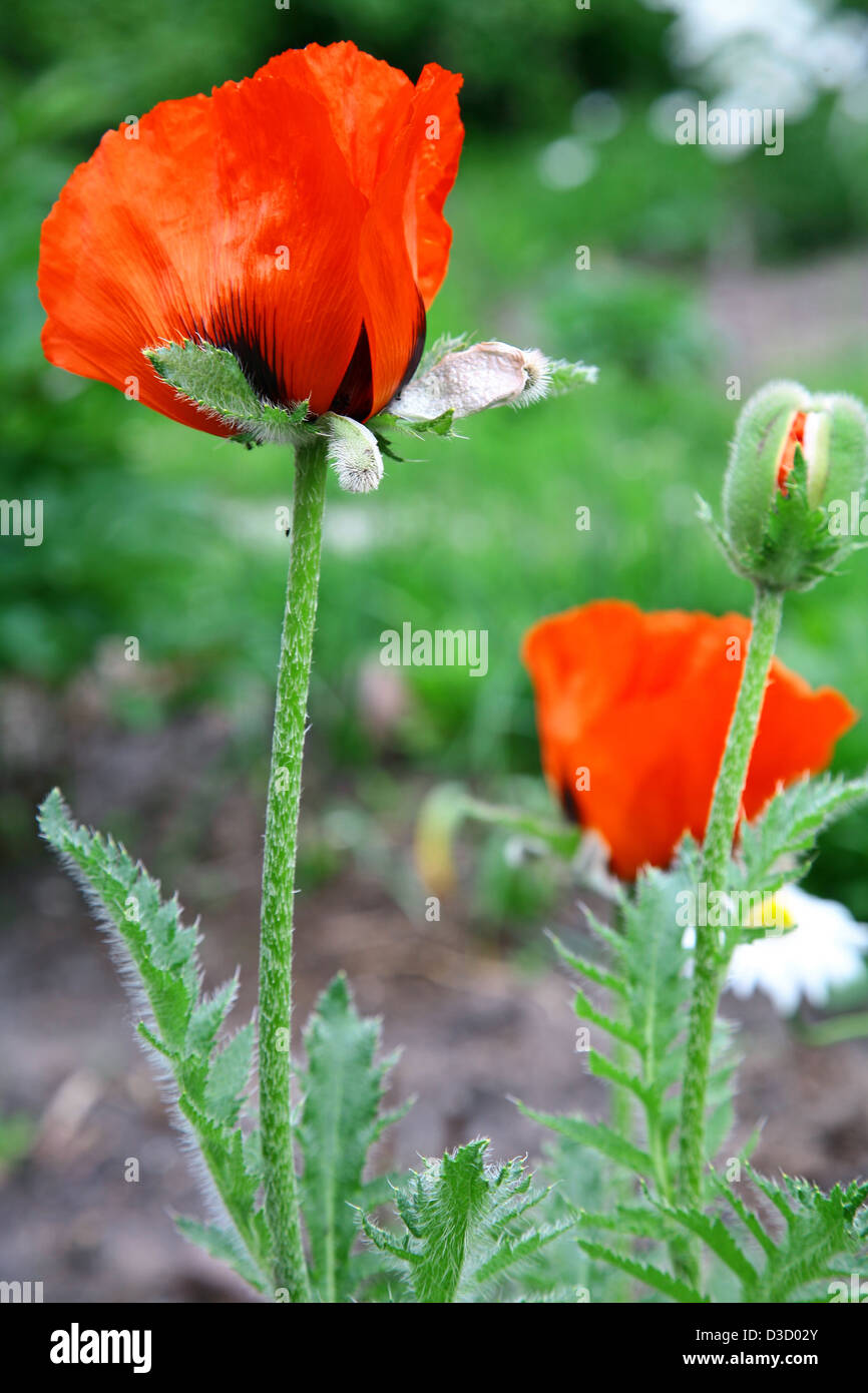 Red poppy with bud Stock Photo