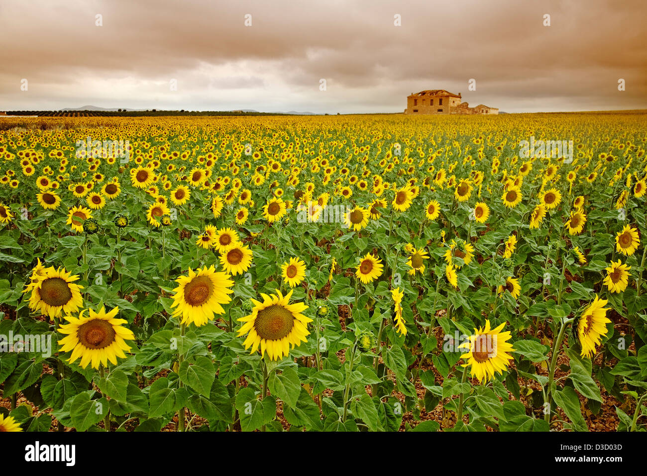 Sunflower field Andalusia Spain Stock Photo