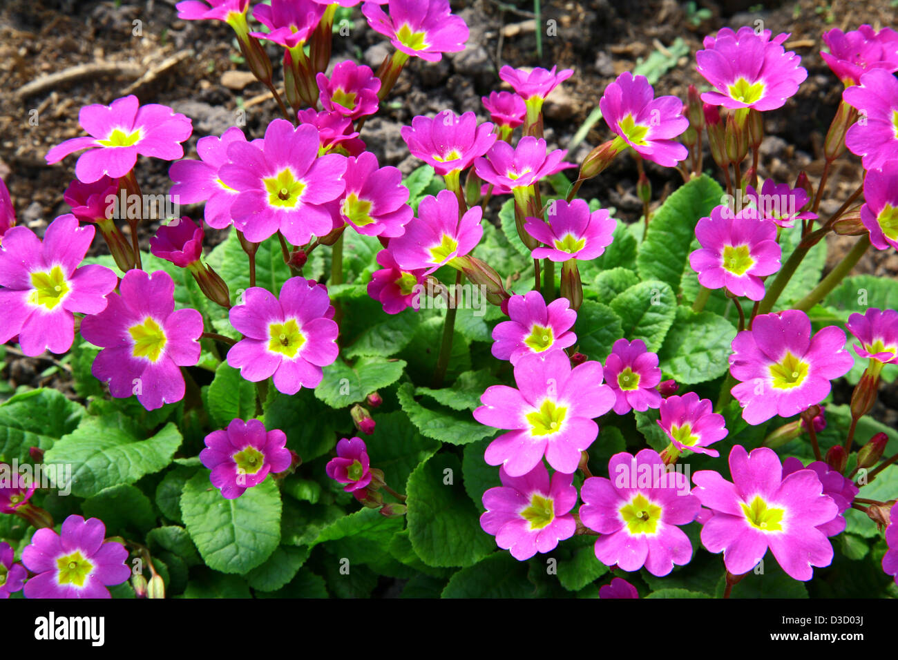 Spring pink primula in the garden Stock Photo