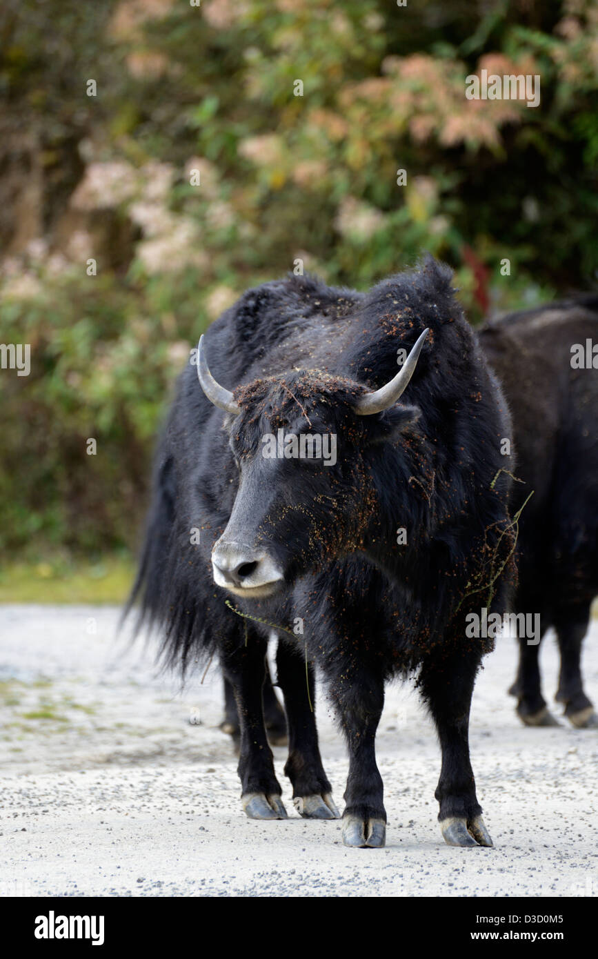 Dairy hi res hi-res stock photography and images - Alamy
