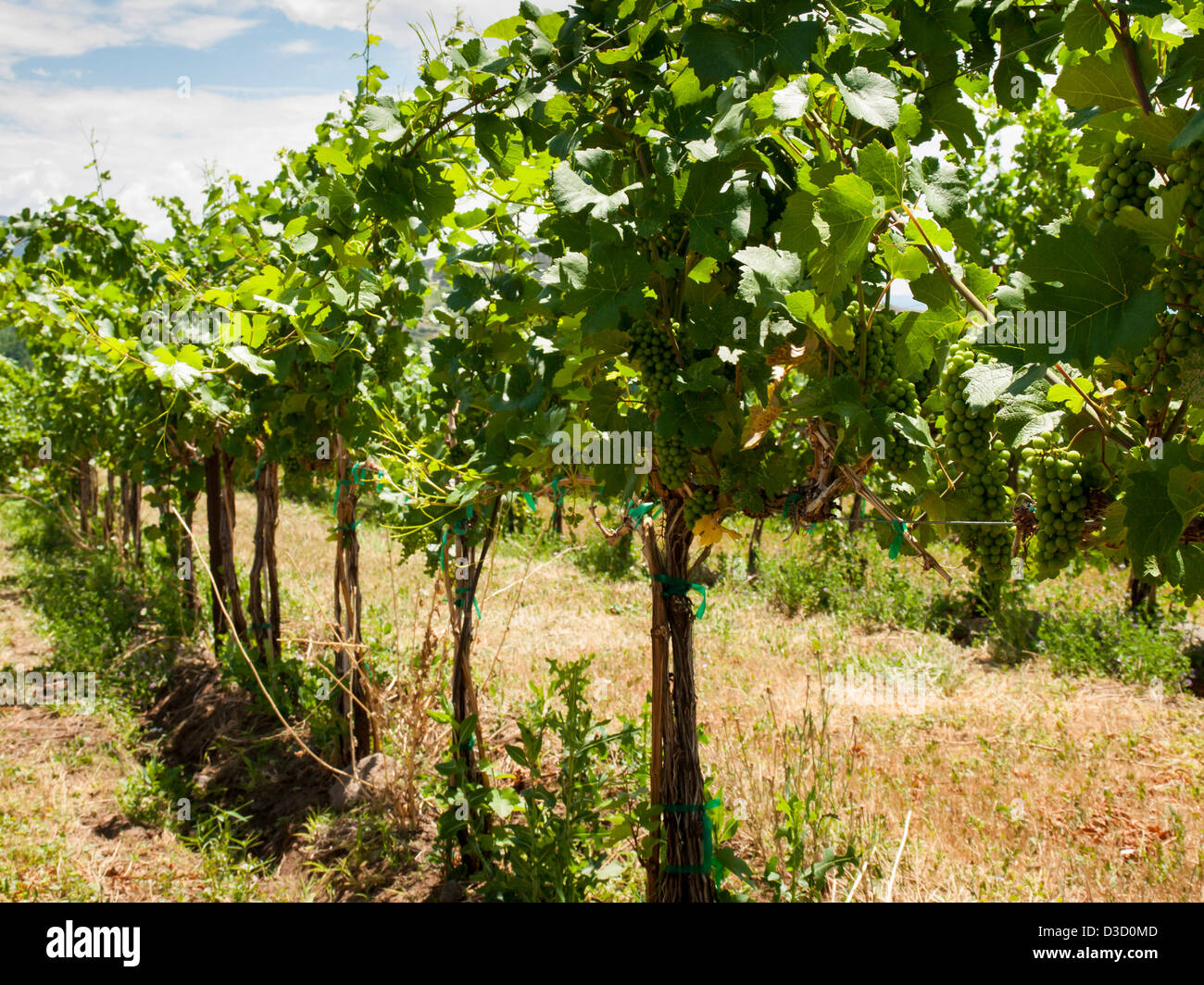 Local winery in Grand Junction, Colorado. Stock Photo