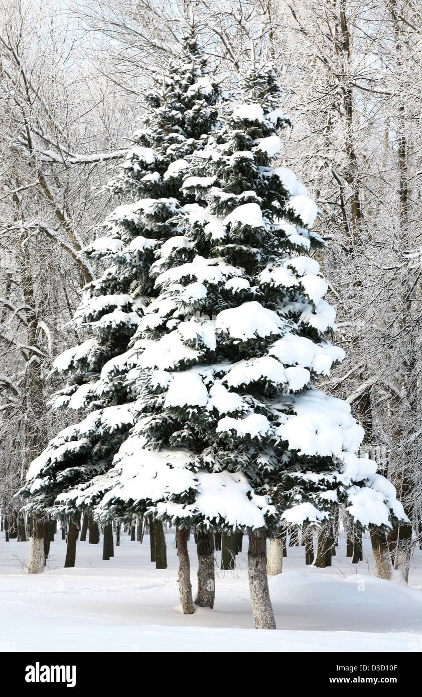 Beautiful fir trees with snowy branches in sunlight Stock Photo Alamy