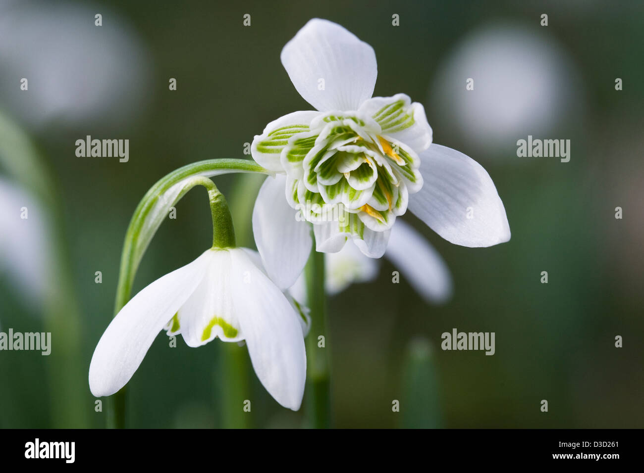 Galanthus nivalis 'Plenus'. Double snowdrop growing in the garden. Stock Photo