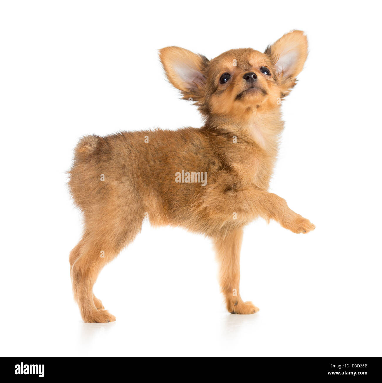 Russian toy terrier puppy looking up Stock Photo