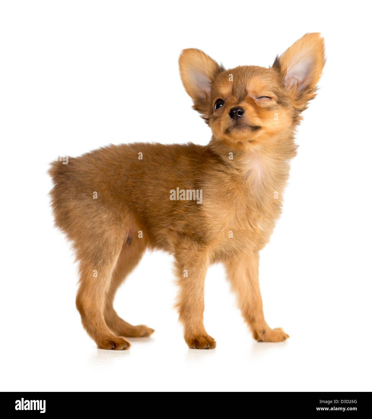winking Russian toy terrier puppy Stock Photo