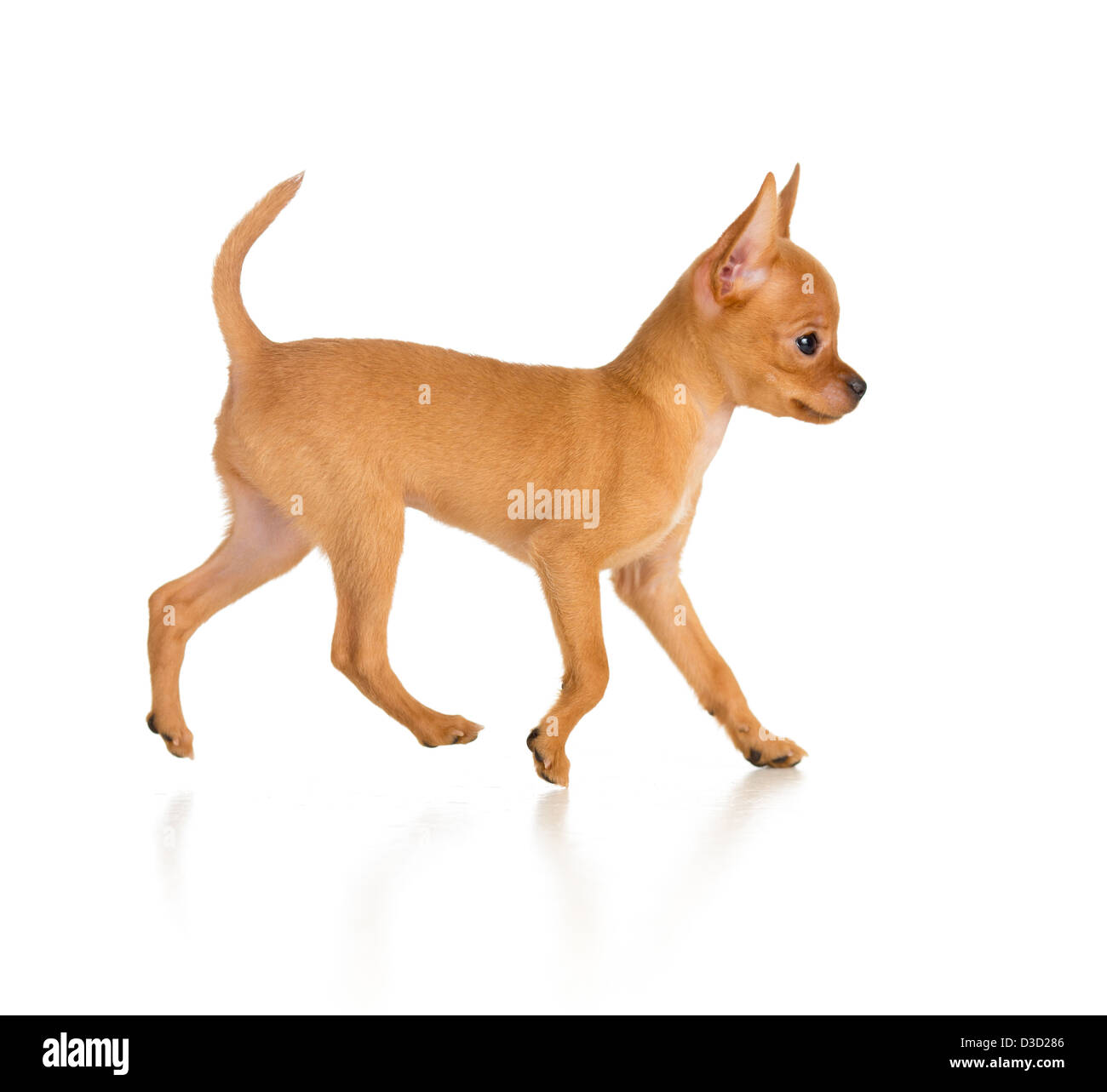 running toy terrier dog side view Stock Photo