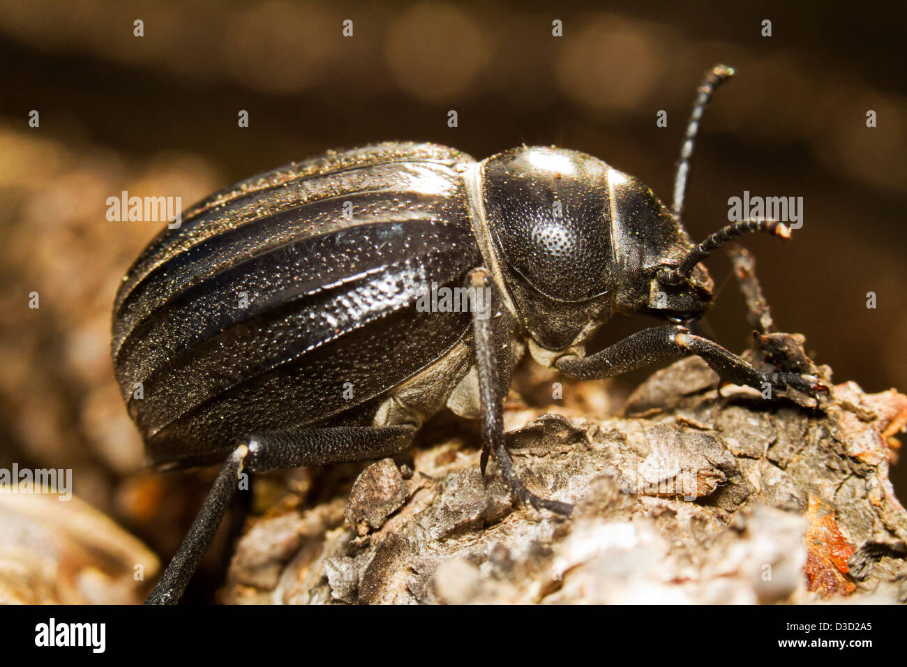 Close up view of the big black beetle (Pimelia costata). Stock Photo