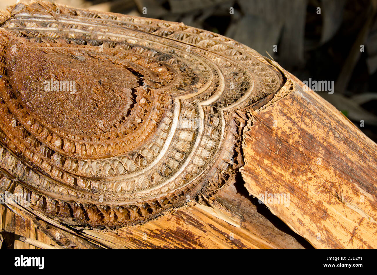 Guatemala, Department of Izabal, Quirigua. Banana plantation Stock