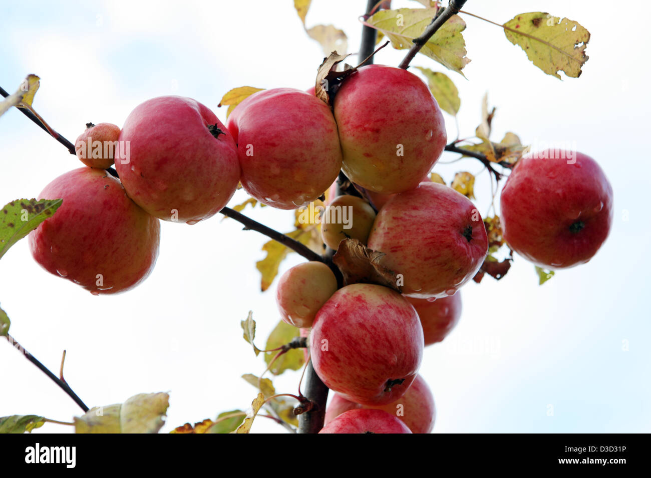 Resplendent village, Germany, apples hanging from a tree branch Stock Photo