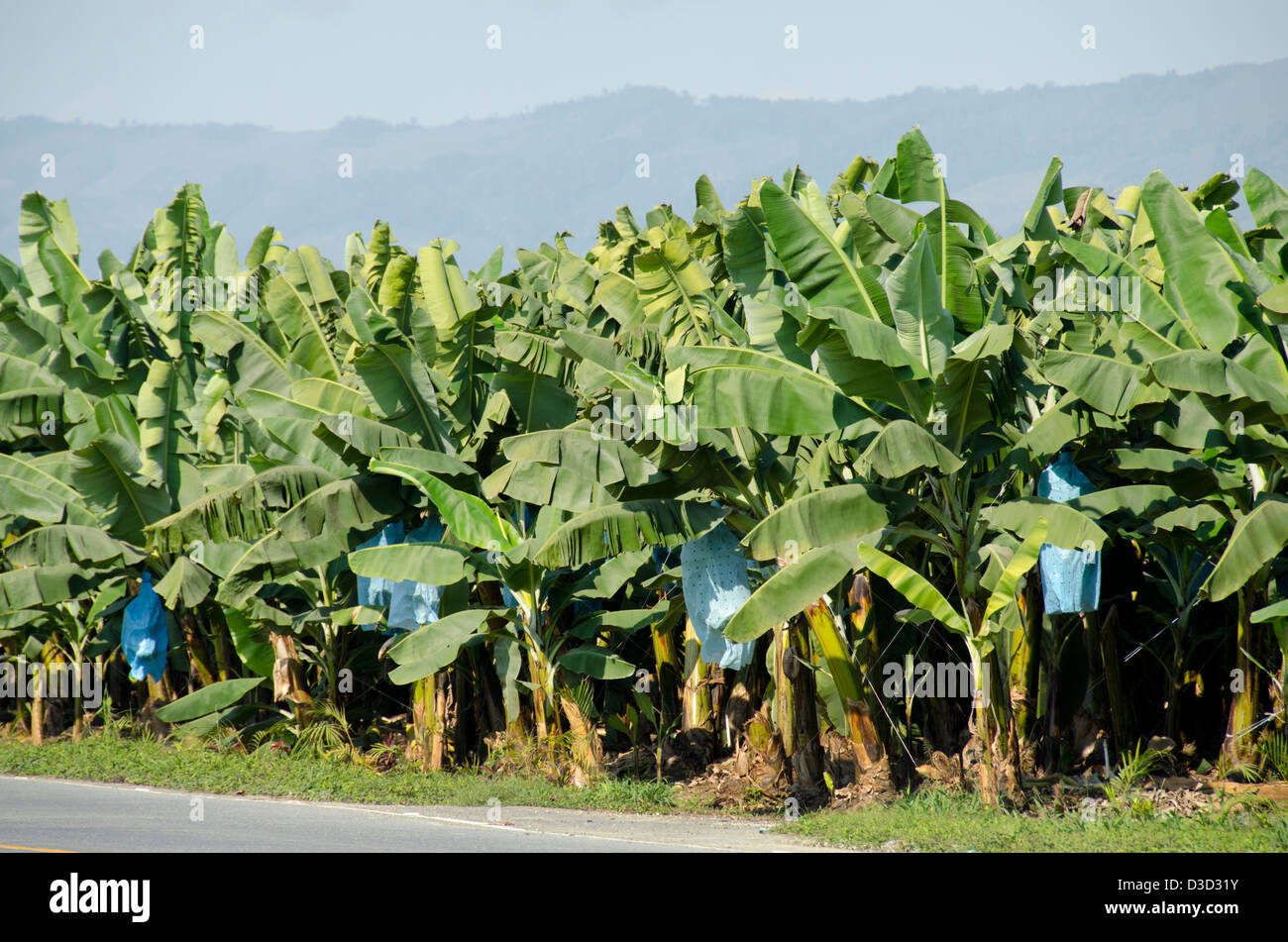 Guatemala, Department of Izabal, Quirigua. Banana plantation Stock