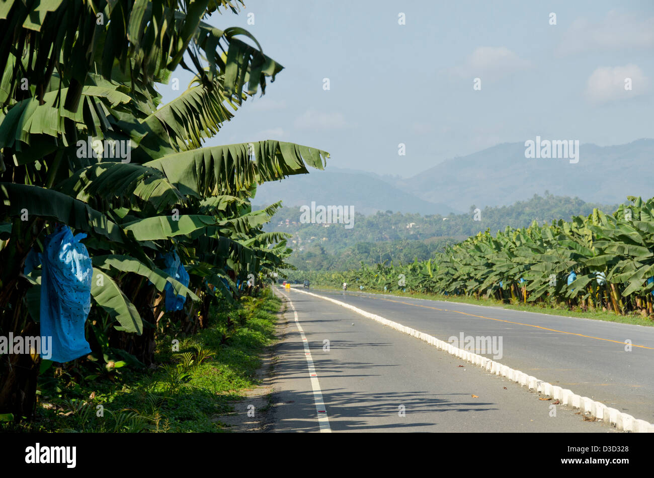 Guatemala, Department of Izabal, Quirigua. Banana plantation Stock