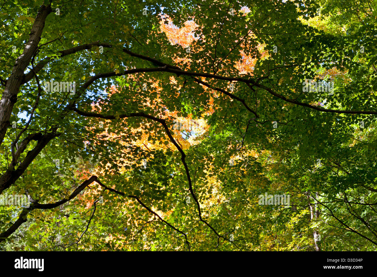 fall colors colours colorful autumn trees leaves Stock Photo