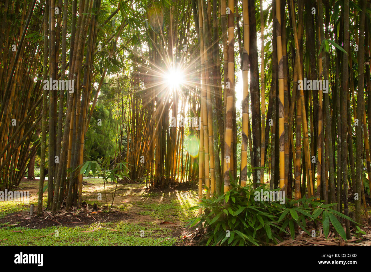 Sun rays through a bamboo forest Stock Photo Alamy