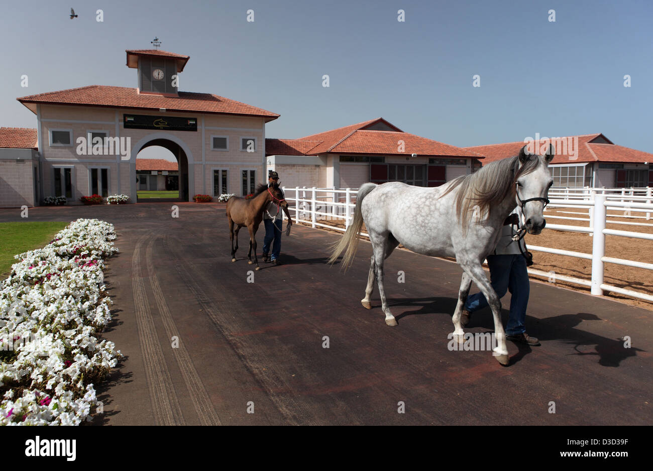 Dubai arabian horse stud hires stock photography and images Alamy