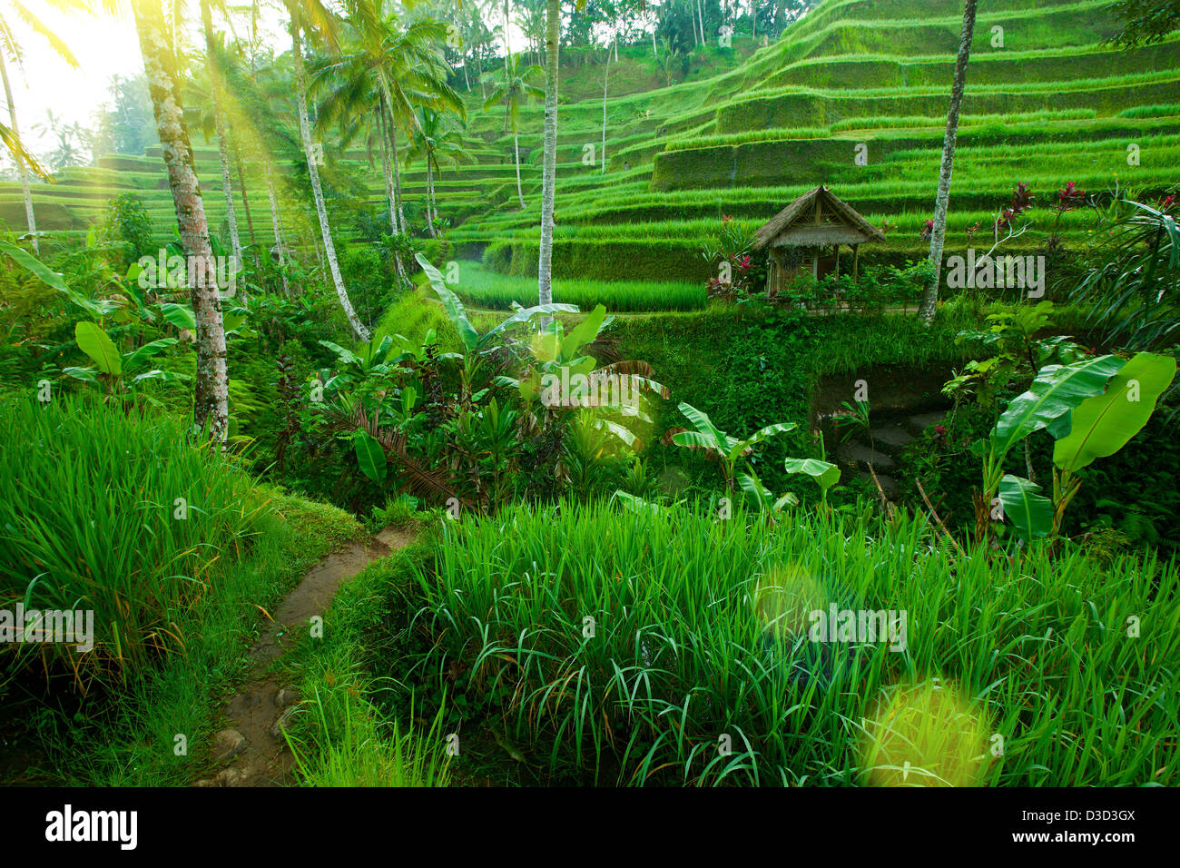 Tropical valley with amazing balinese rice terraces and trees, Indonesia. Stock Photo