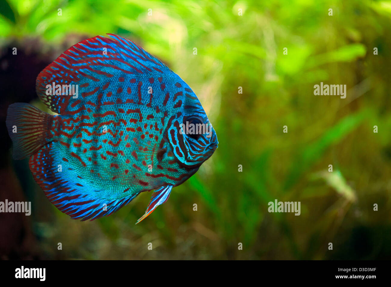 Discus fish hires stock photography and images Alamy