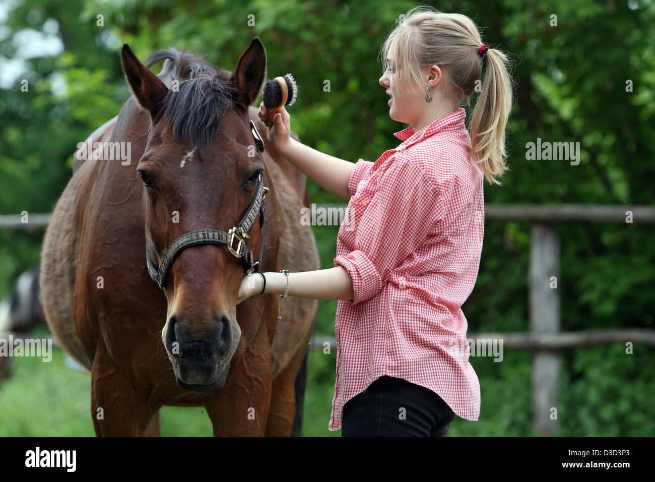 Muehlenbeck, Germany, girl brushing her horse mane Stock Photo