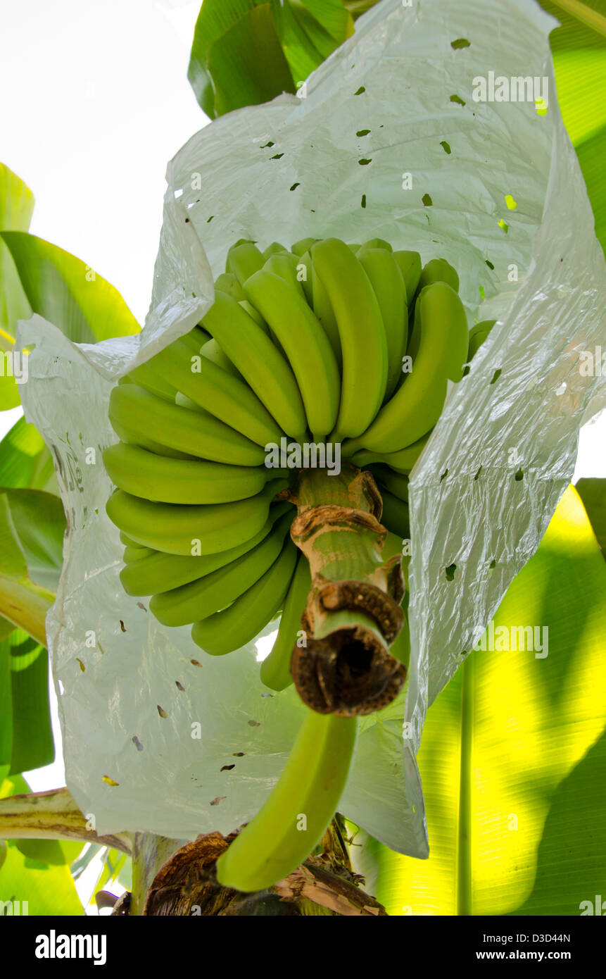 Guatemala, Department of Izabal, Quirigua. Banana plantation Stock