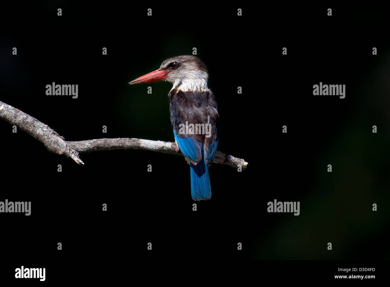 Brown-Hooded Kingfisher. Knysna, South Africa Stock Photo