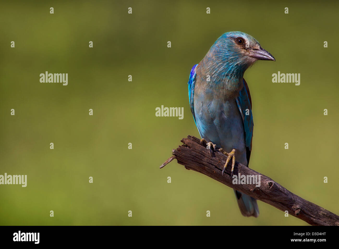 A European Roller (Coracias garrulus) captured in Kruger National Park, South Africa. It is a long-distance migrant. Stock Photo