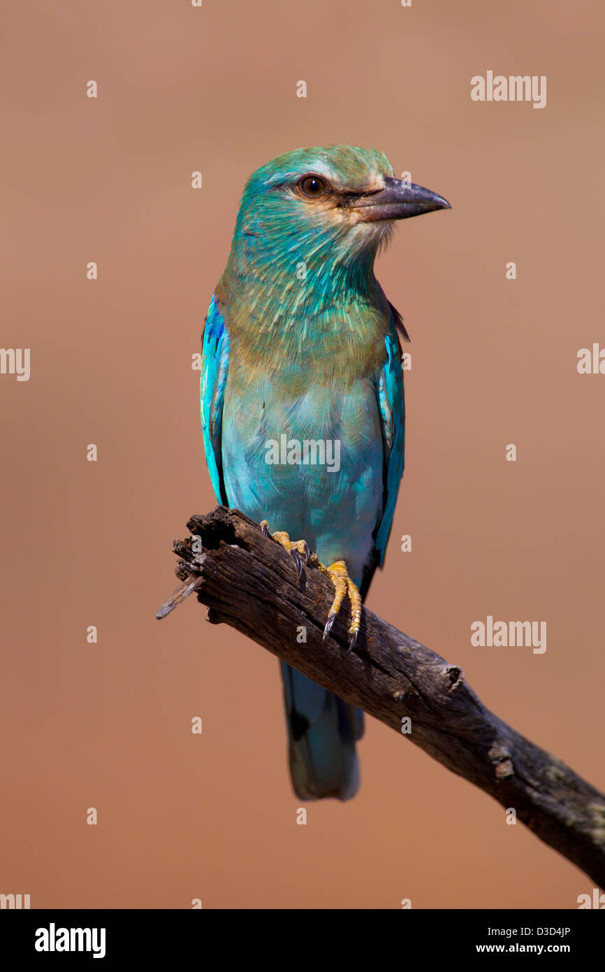 A European Roller (Coracias garrulus) captured in Kruger National Park, South Africa. It is a long-distance migrant. Stock Photo