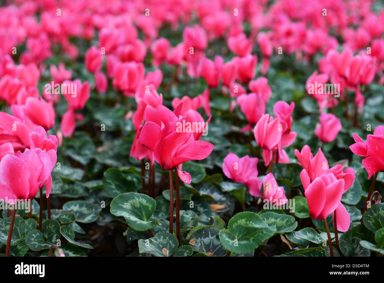 Pink Bed Of Zen Flowers Covered With Water Drops Stock Photo
