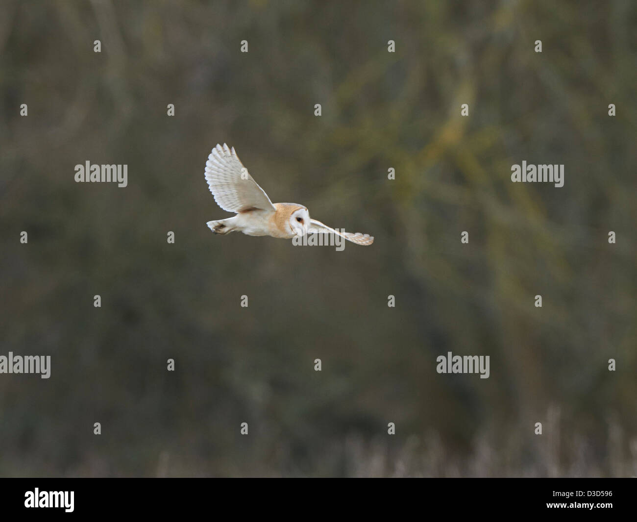 Barn Owl in flight Stock Photo - Alamy