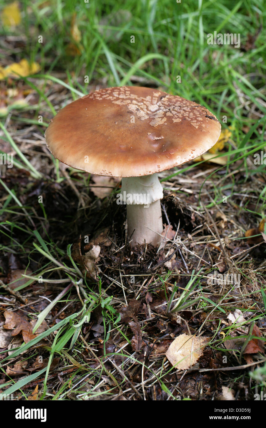 The Blusher Fungus, Amanita rubescens, Amanitaceae. Edible when cooked, poisonous raw. Very Common. Stock Photo