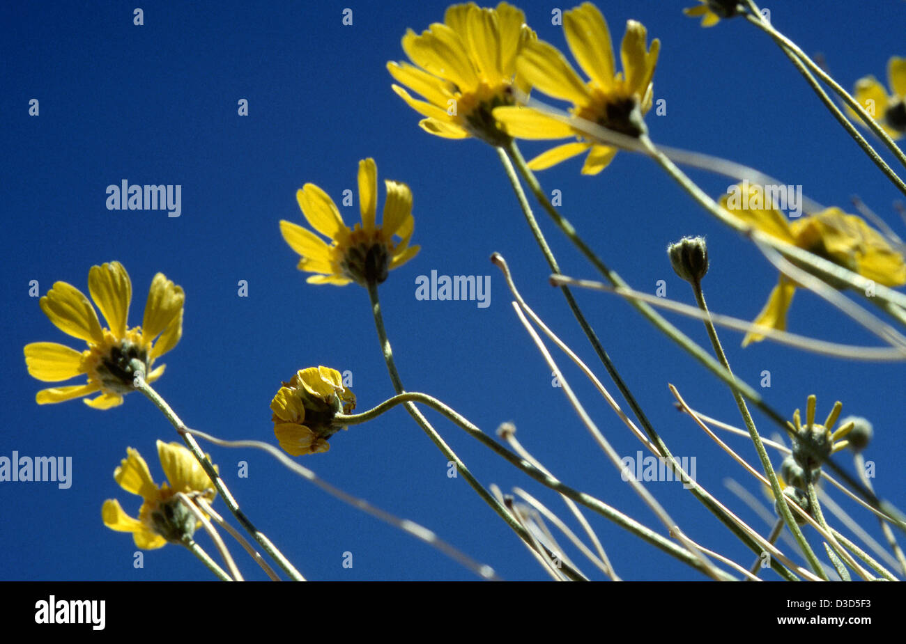 Stemless hi-res stock photography and images - Alamy