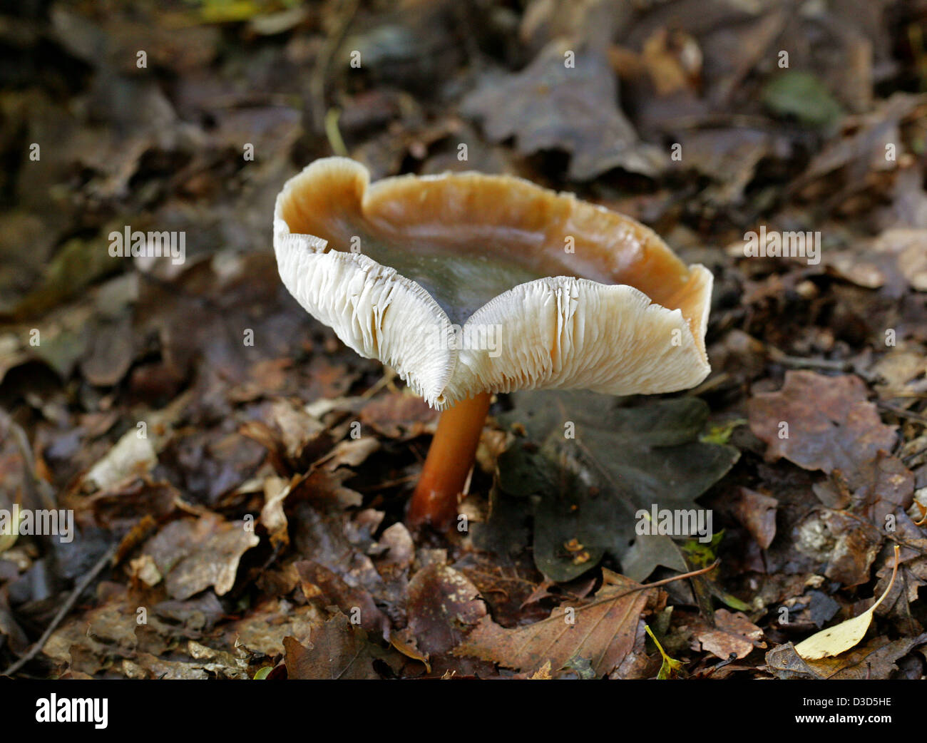 Butter Cap Fungus or Buttery Collibia, Rhodocollybia butyracea var. asema, Marasmiaceae
