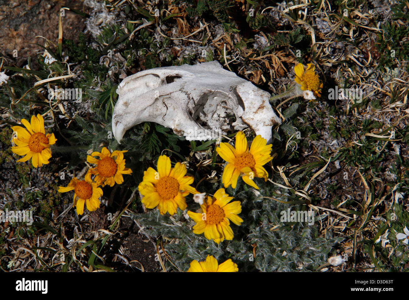 yellow bellied marmot skull alpine sunflower Rocky Mountain National