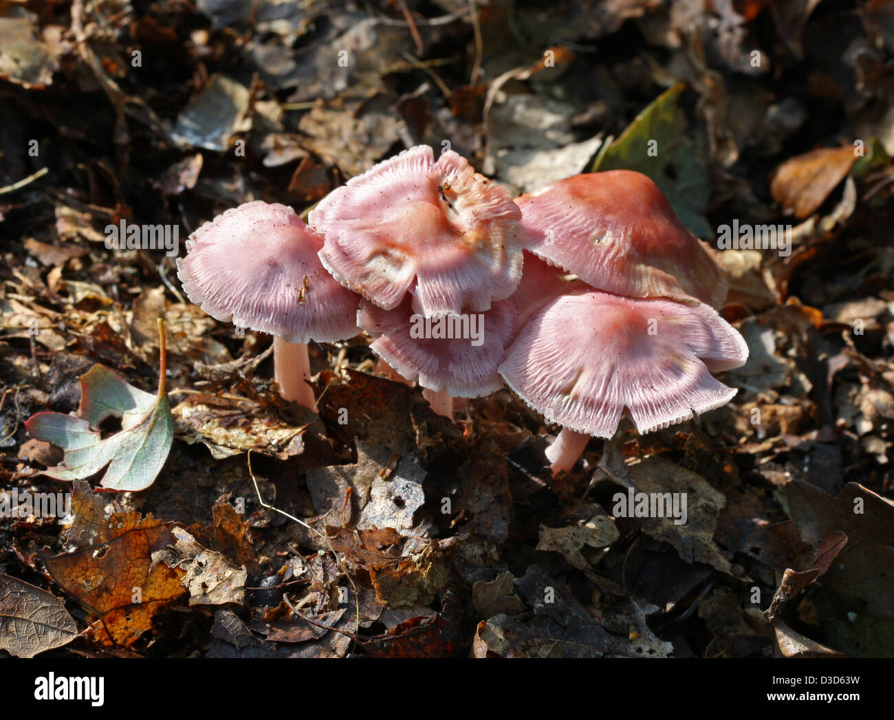 Lilac Bonnet Fungi, Mycena pura var rosea, Mycenaceae. Stock Photo