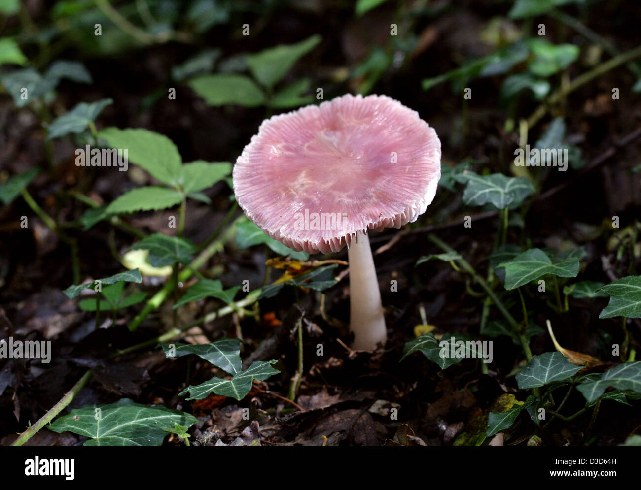 Lilac Bonnet Fungi, Mycena pura var rosea, Mycenaceae. Stock Photo