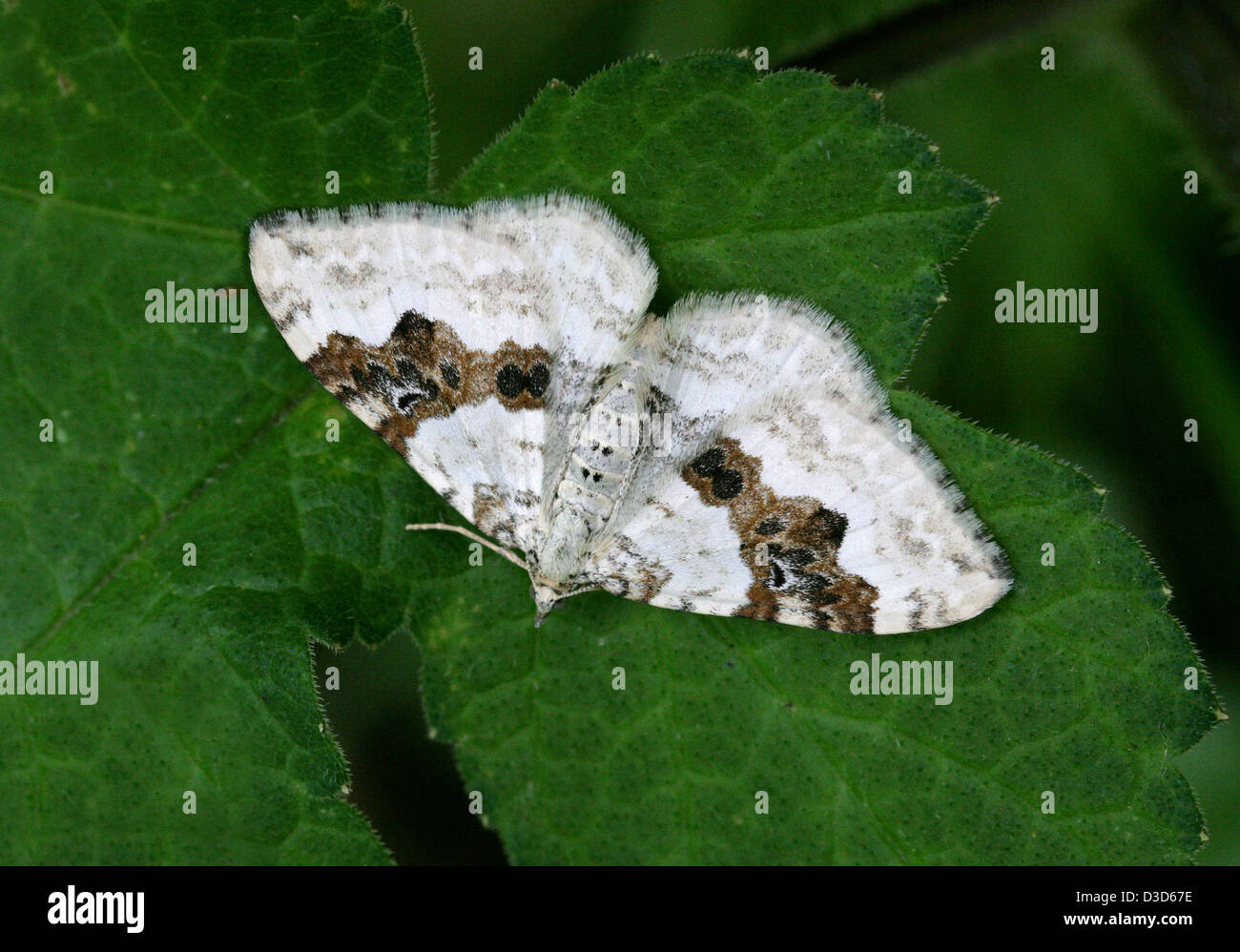 Silver-Ground Carpet Moth, Xanthorhoe montanata, Geometridae, Lepidoptera. Stock Photo