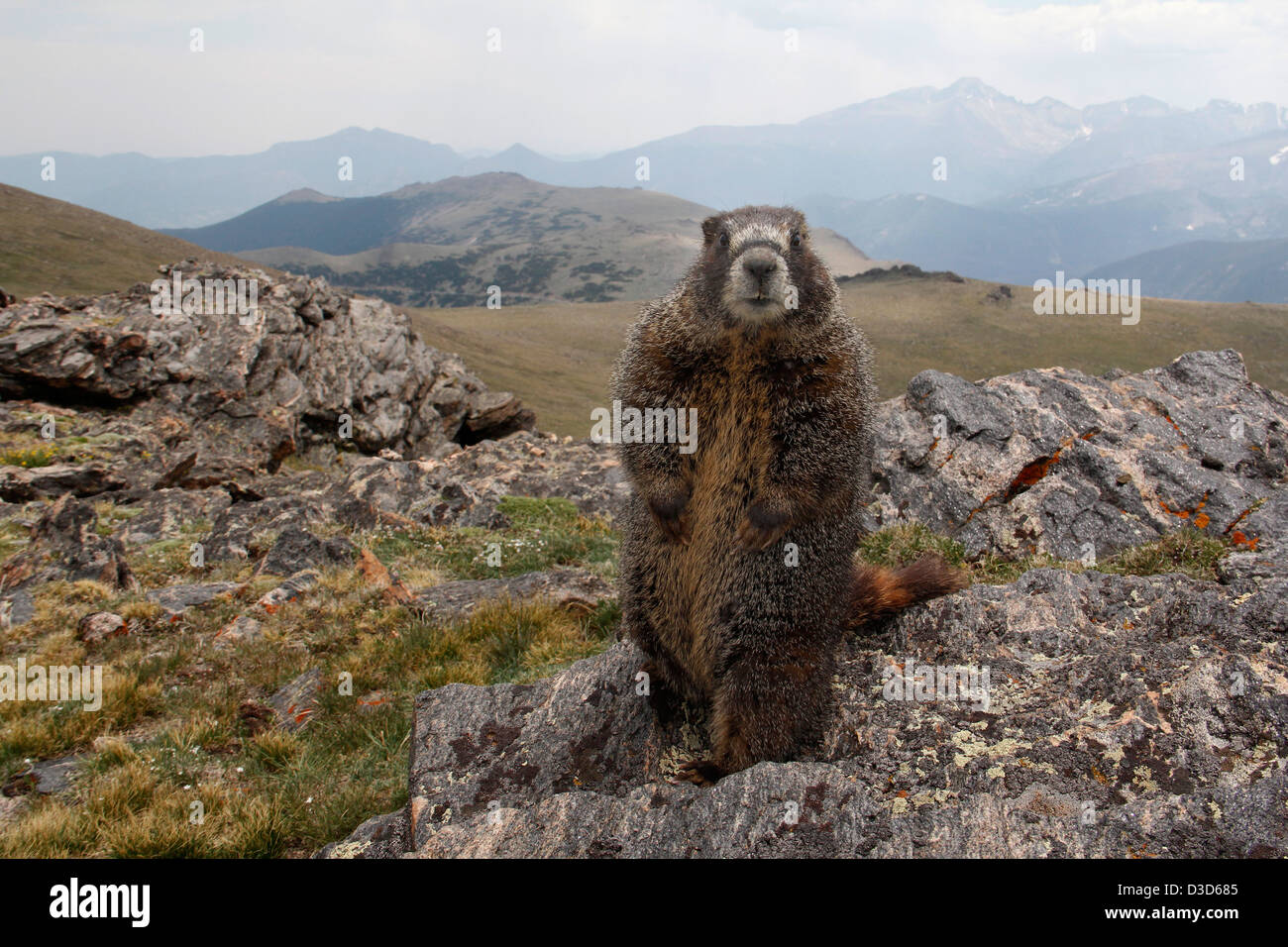 yellow bellied marmot Rocky Mountain National Park Colorado Stock Photo