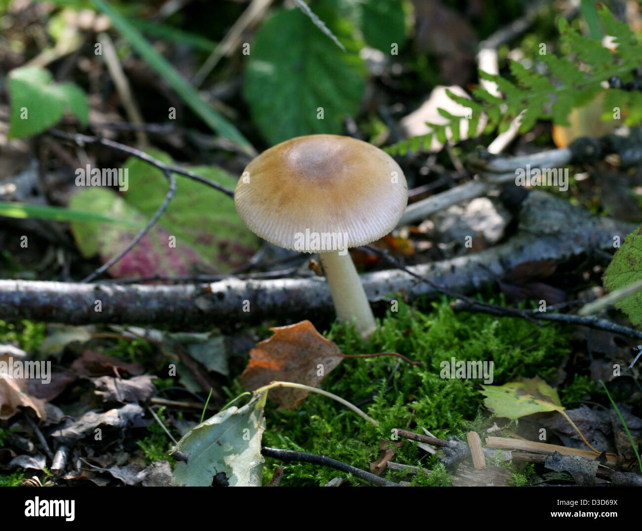 Satin Shield, Pluteus plautus, Plutaceae. A Woodland Toadstool. Stock Photo