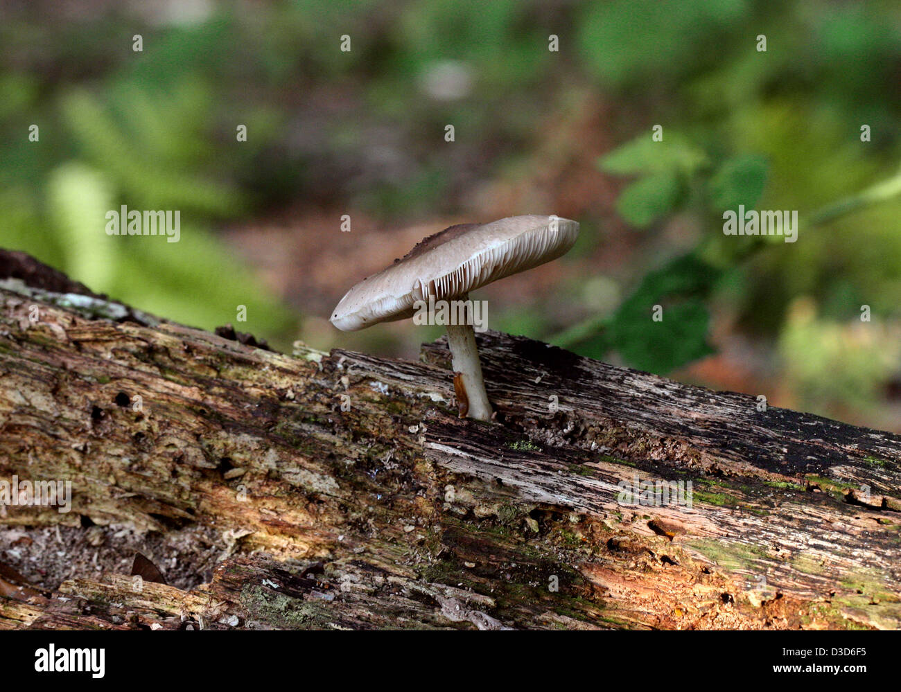 Willow Shield Fungus, Pluteus salicinus, Pluteaceae. Growing on Dead Wood. Stock Photo