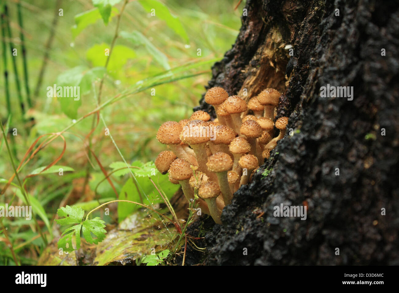 mushrooms in the autumn wood Stock Photo