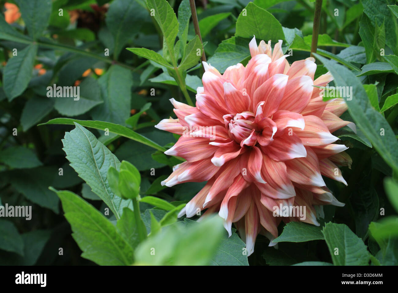 beautiful flower of a dahlia close up Stock Photo - Alamy